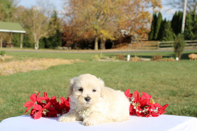 puppy, for, sale, Maltipoo, Matthew B. Stoltzfus, dog, breeder, Gap, PA, dog-breeder, puppy-for-sale, forsale, nearby, find, puppyfind, locator, puppylocator, aca